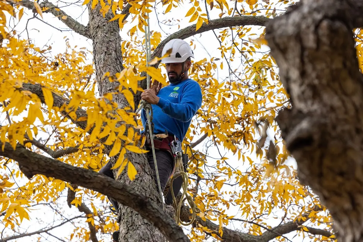 Skilled Tree Pruning crew working in Shutesbury