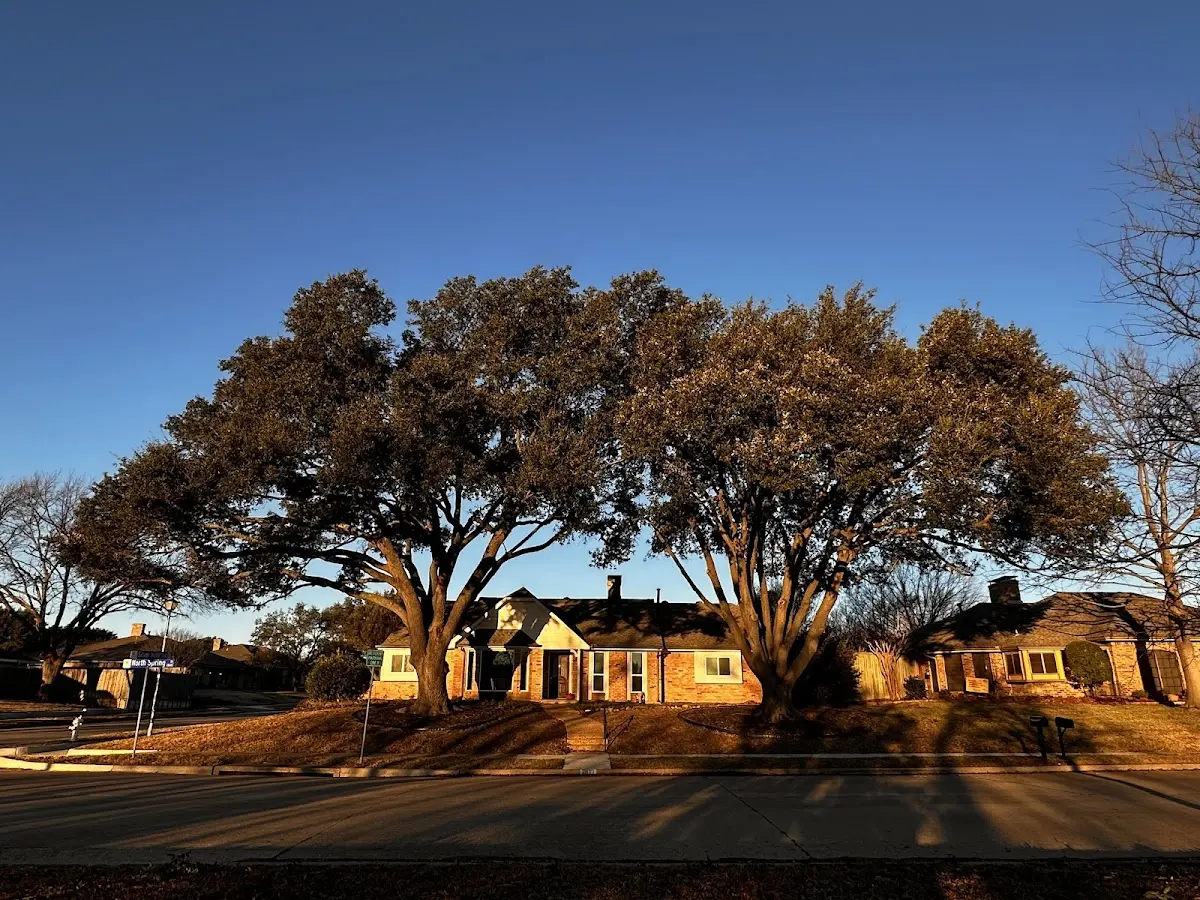 Established residential canopy tree shading a home in Shutesbury